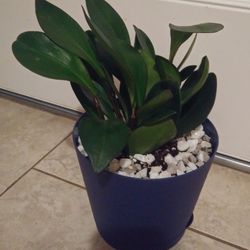 Peperomia house plants$14 Each pot