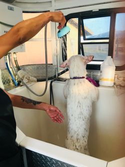 Mobile Grooming Trailer