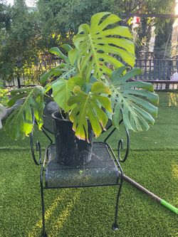 Monstera