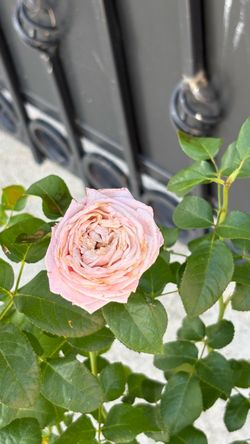 🌹 ROMANTICA BALL GOWN ROSE — HUGE BLOOMS & BEAUTIFUL FRAGRANCE! 🌹