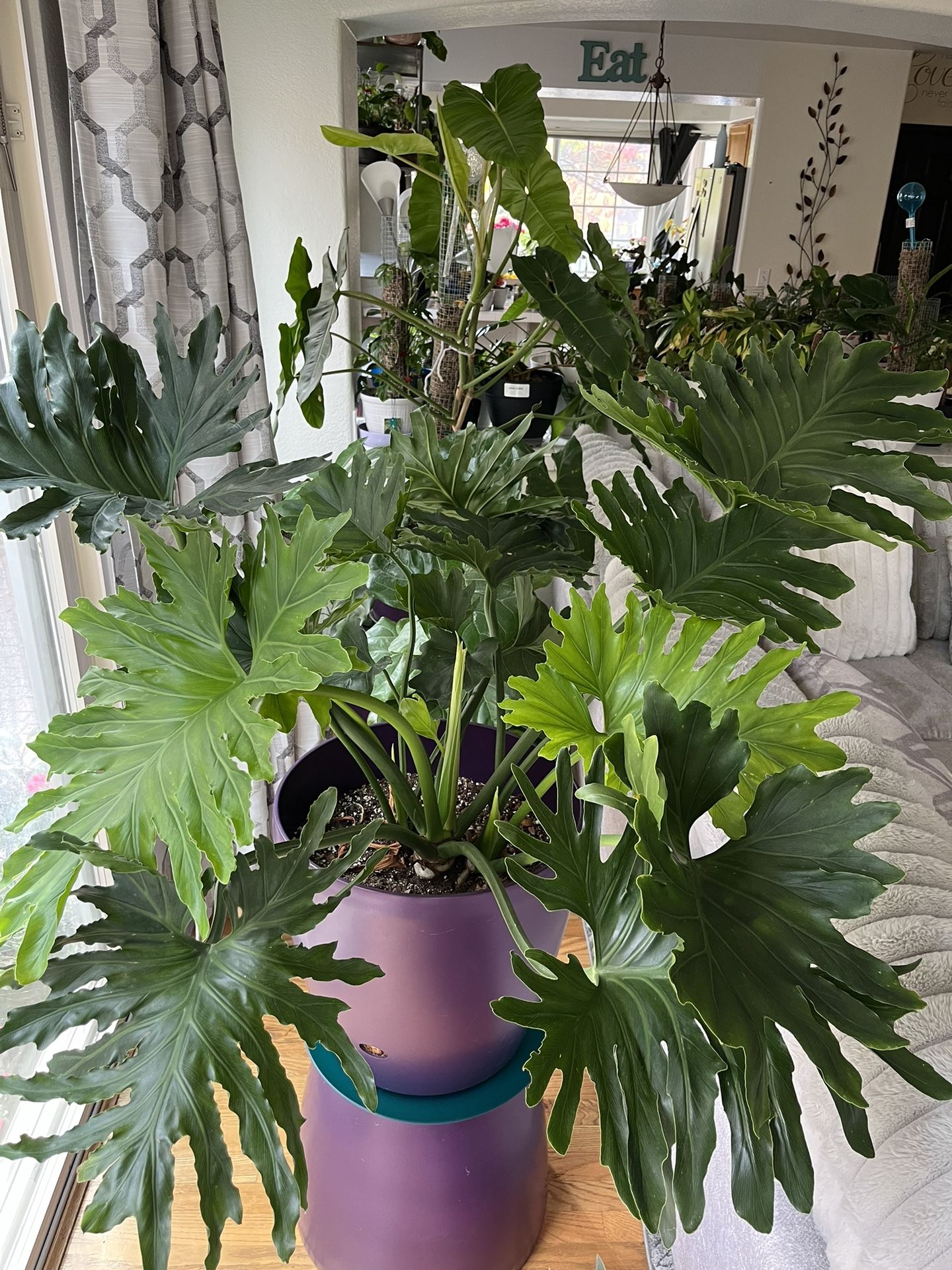 Large Philodendron