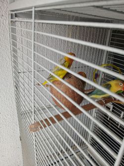 Y