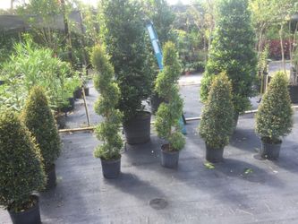 Topiaries spiral or cone