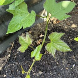 Japanese White Flesh Yam Plants 