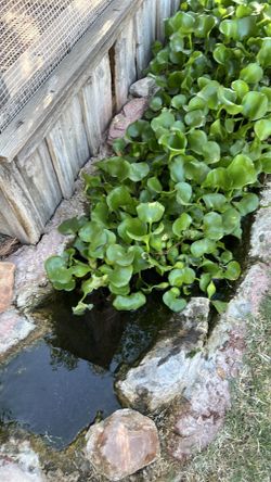 free pond plants