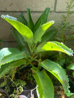 Calanchoe