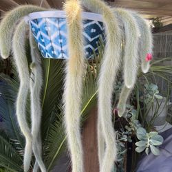 Monkey Tail Cola De Chango