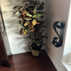 2 Home Warming Plants An Pots 