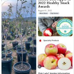 Pink Lady Apple Tree 15gal size 