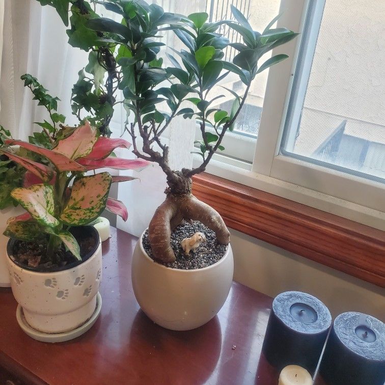 FICUS Bonsai & vintage Porcelain Dog Chilling
