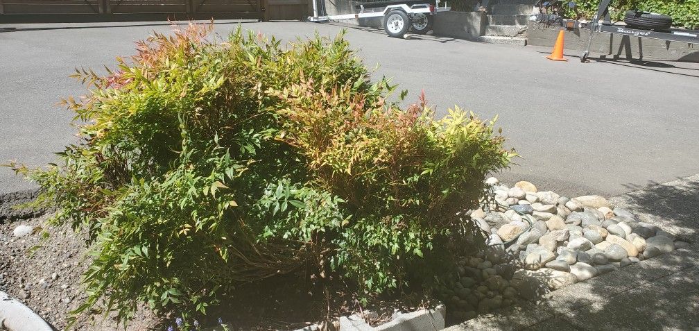 3 -6 Bamboo, Nadine Bushes, 3-5 Feet Tall, Several Large Plants For Sale