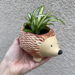 Beautiful Variegated Spider Plant With Cute Pot