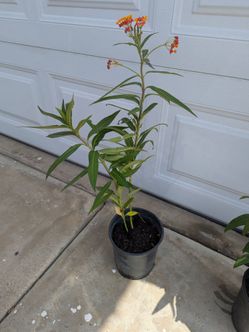 Milkweed Butterfly plant 1 gal.