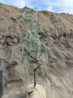 Blue Atlas Cedar In 15 Gallons