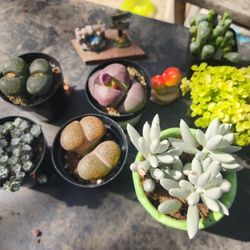 PLANT AND SUCCULENT SALE THIS WEEK IN SAN LORENZO