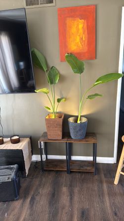 2 Bird of Paradise Plants with 2 Stand & LED Lights