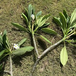 White Plumeria Flower $10 Each