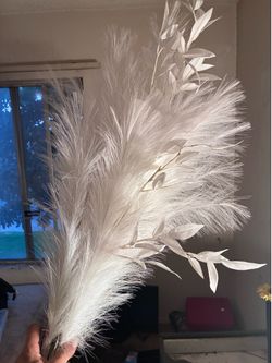 5 stems pampas grass , , Natural Dried Pampas Grass,