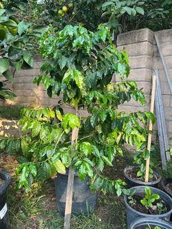 Arabica cafe tree,