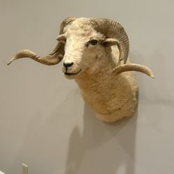 Small Dall Taxidermy 