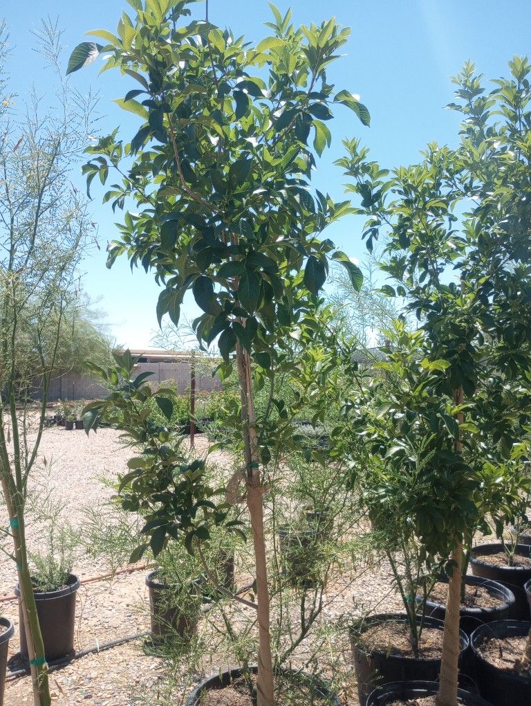 24 Gal Ash Tree