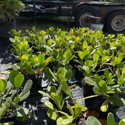 1 Gallon Clusia Plants