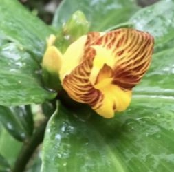 Spiral Ginger Plant