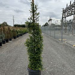 Eugenia Privacy Hedge