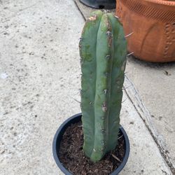 Myrtillocactus geometrizans