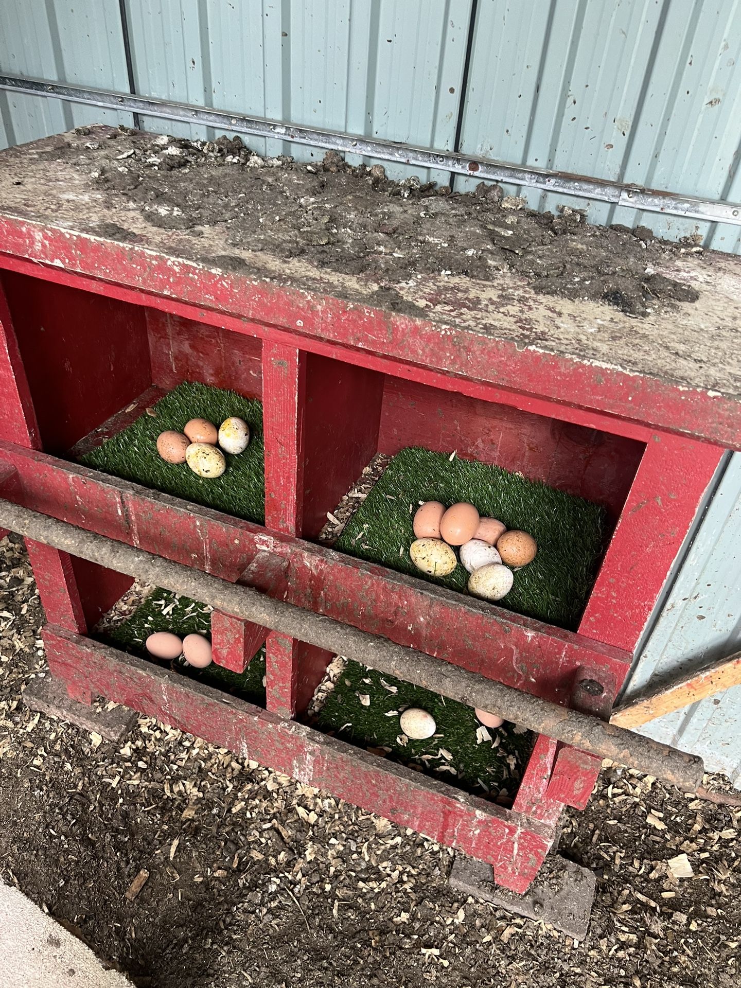 Chickens Nesting Box 