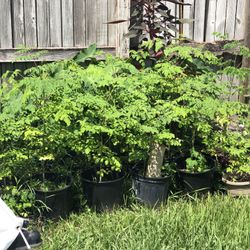 Moringa  10-15 inch Tall