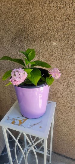 Hydrangea 3 Gallon