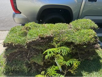 Free grass