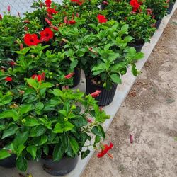 Tulipanes De Bushes 5gallon Red Hot 