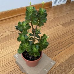 Kalanchoe Plant