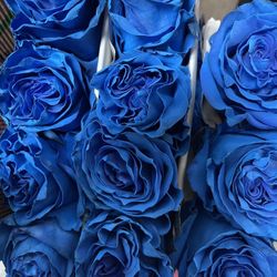 Roses