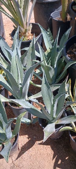 Agaves plant.