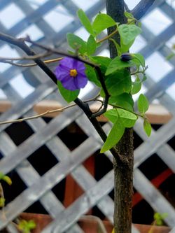 ORGANIC BLUE POTATOE VINE TREE WITH BONUS AEONIUM PLANTS.