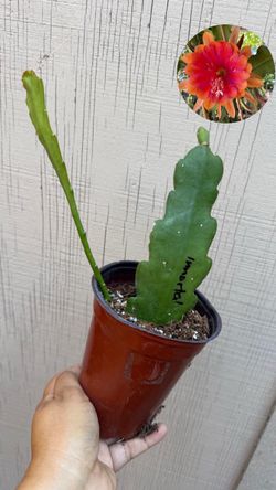 epiphyllum inmortal 4” pot