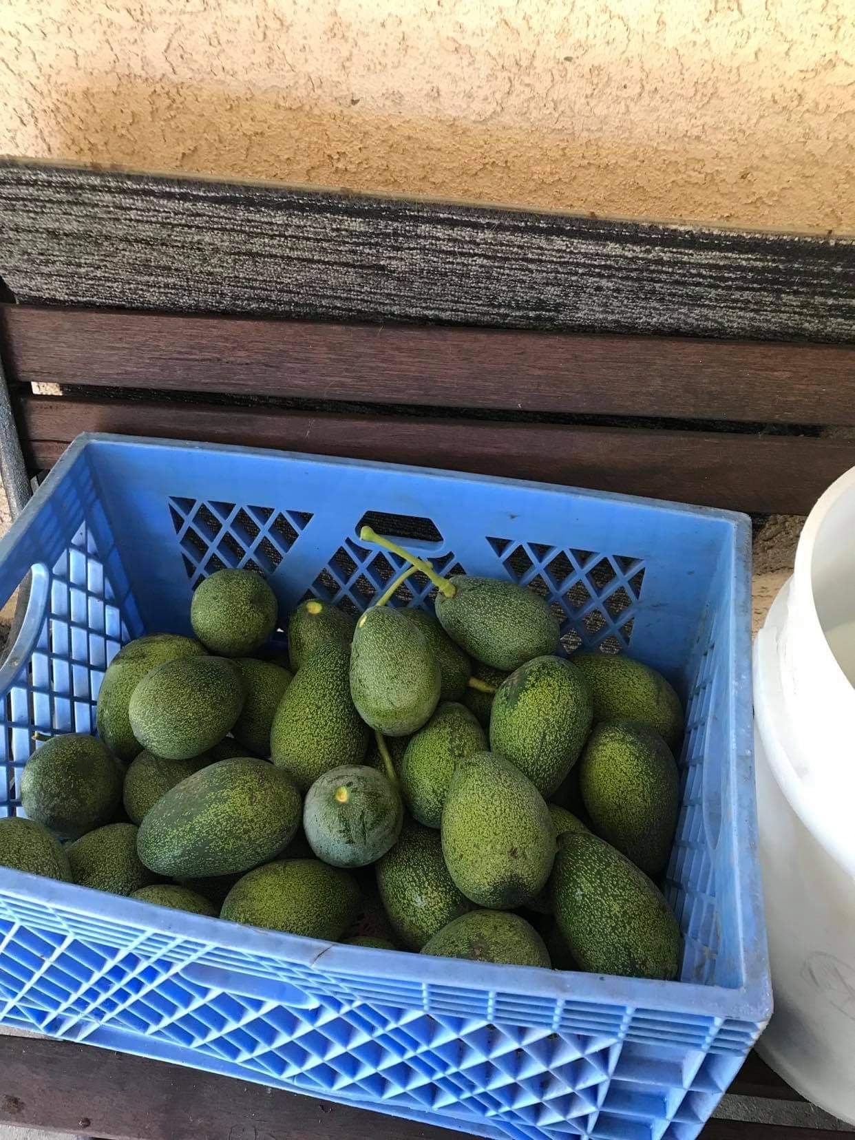 AVOCADOS  🥑 