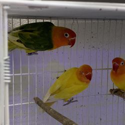 love bird cage 