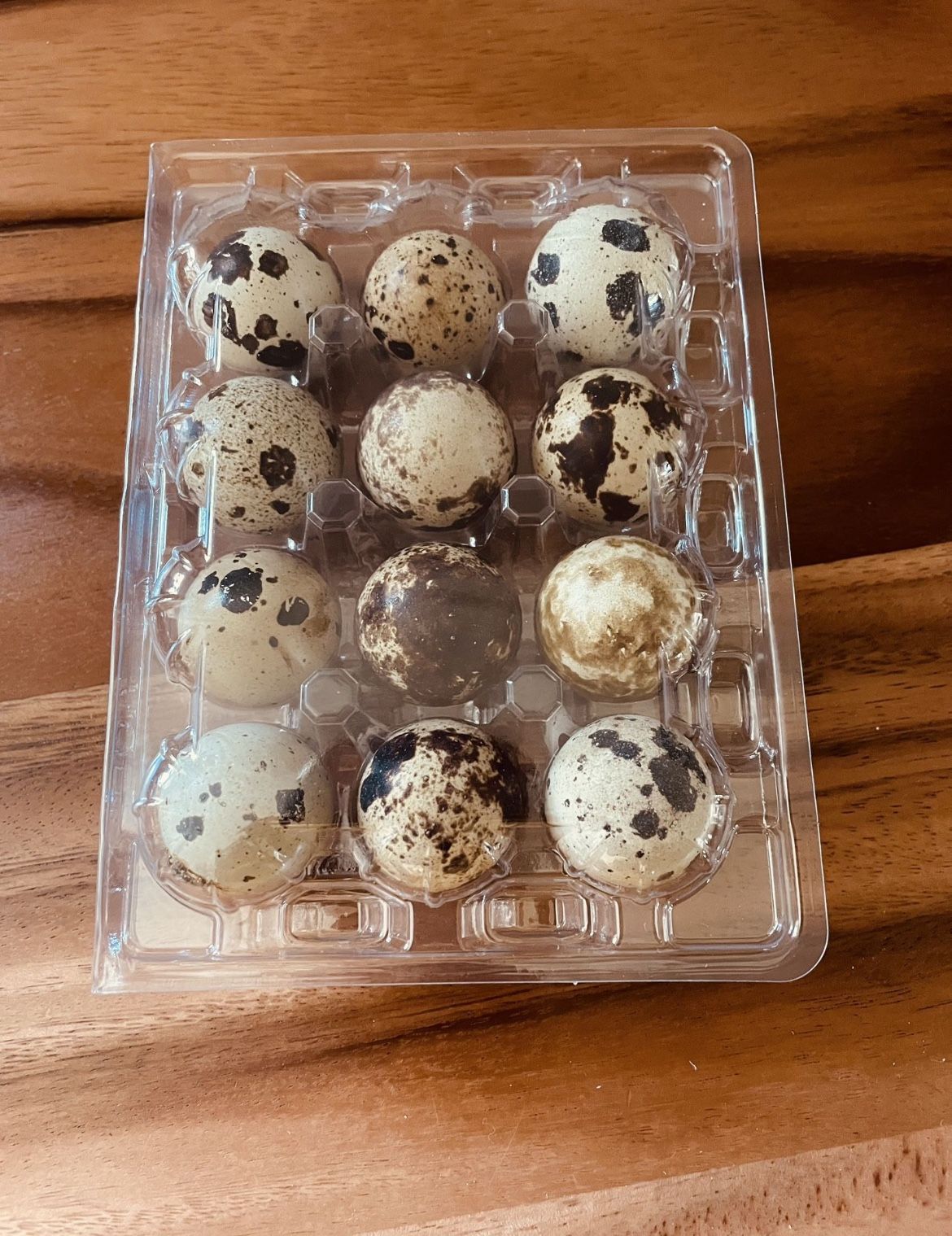 Fertile Quail Eggs 🪺🥚 / Huevos