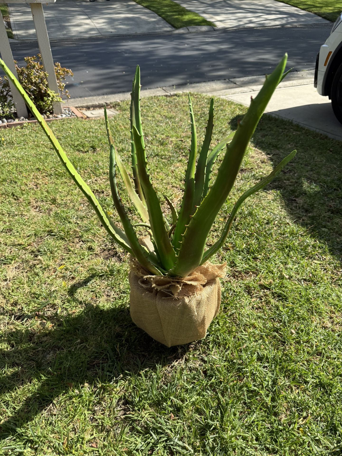 Fake Aloe Plant - 8 Inch Pot/30 In Height