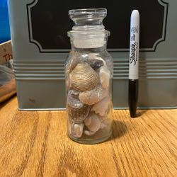 Small Sea Shell Collection 