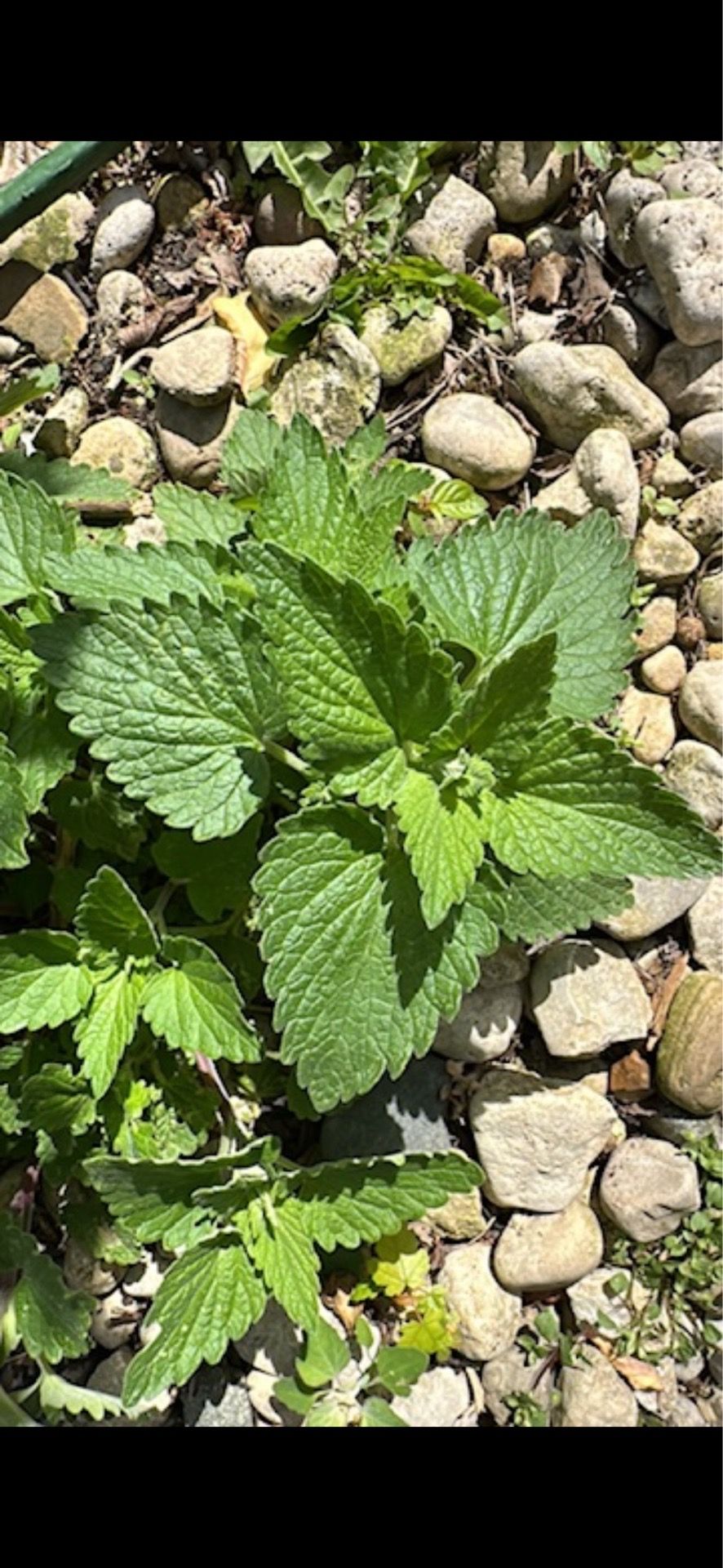 Fresh catnip plant