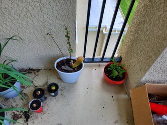 Plantas Comestibles