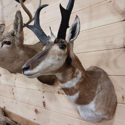 Pronghorn Taxidermy Mounts