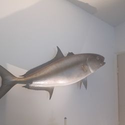  47" Amberjack Caught In Fort Lauderdale 