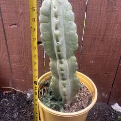 Cactus/cacti Plant 