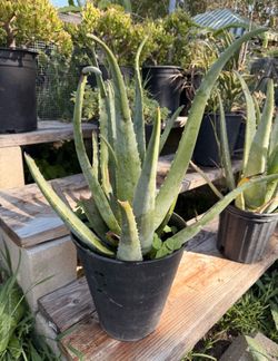 Aloe Vera